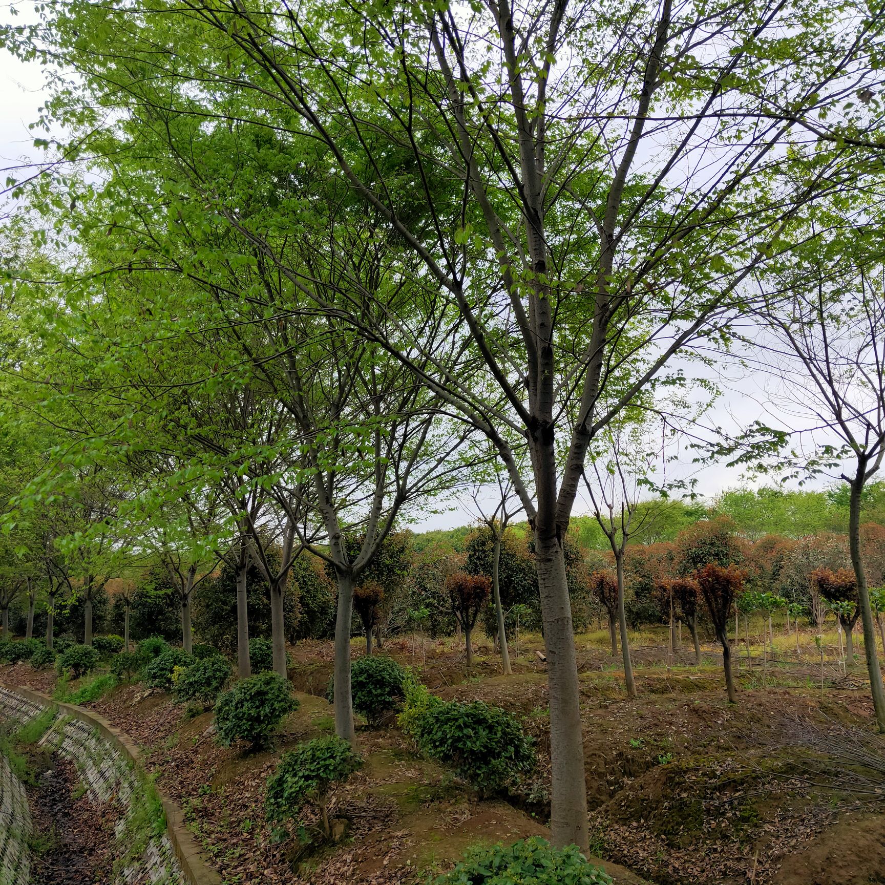 红榉  常年供应榉树 红叶榉树 15公分榉树价格