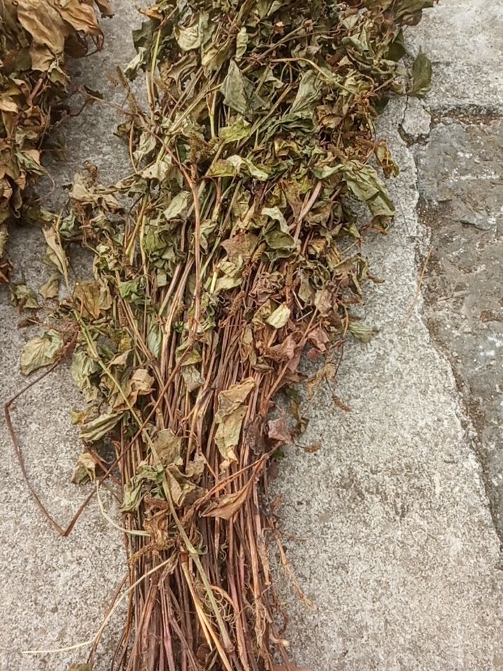 红茎鱼腥草  鱼腥草干货