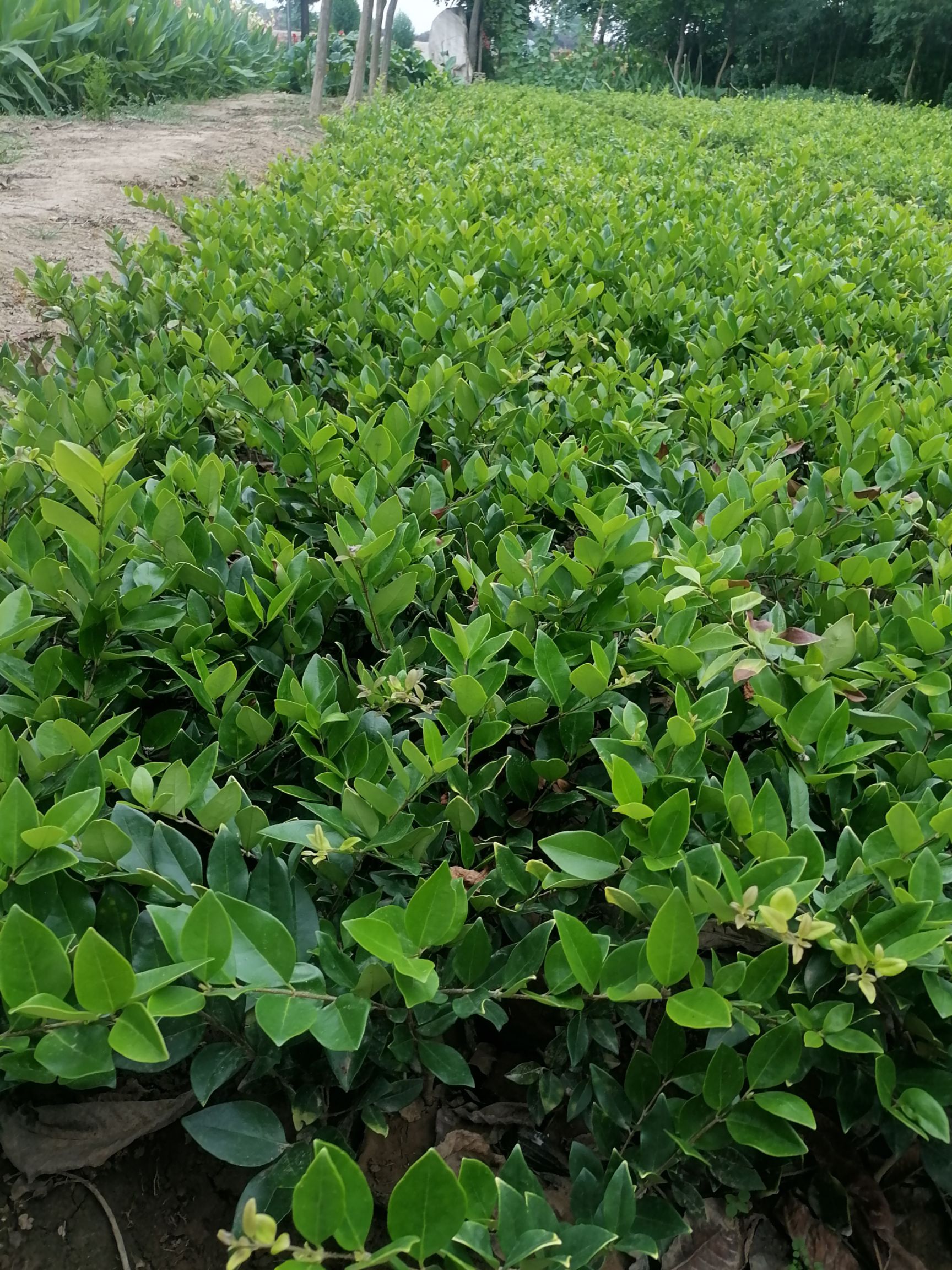  金森女贞营养钵