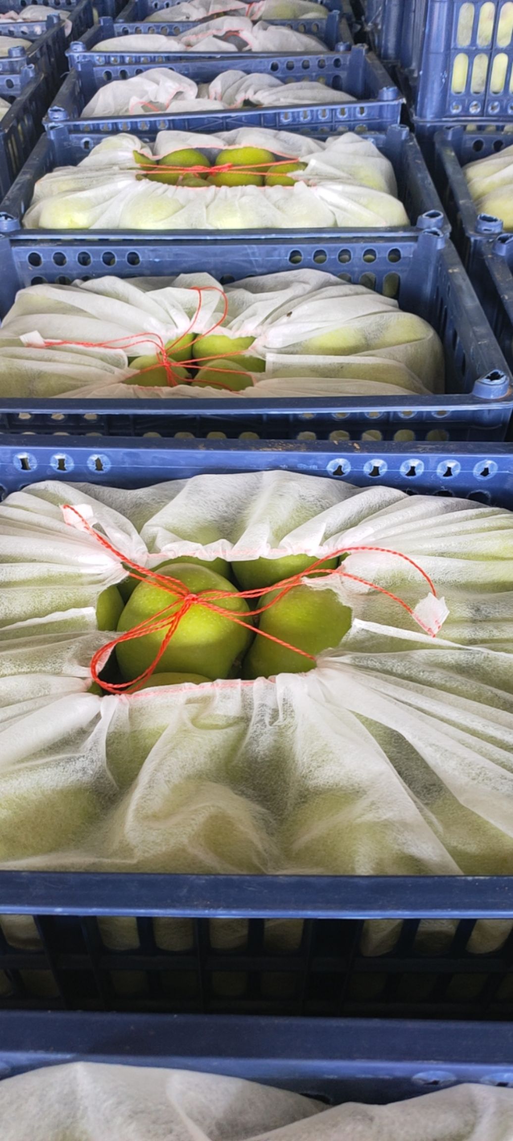 青苹果 乔纳金苹果，大量下树，酸甜多汁，欢迎新老客户来电