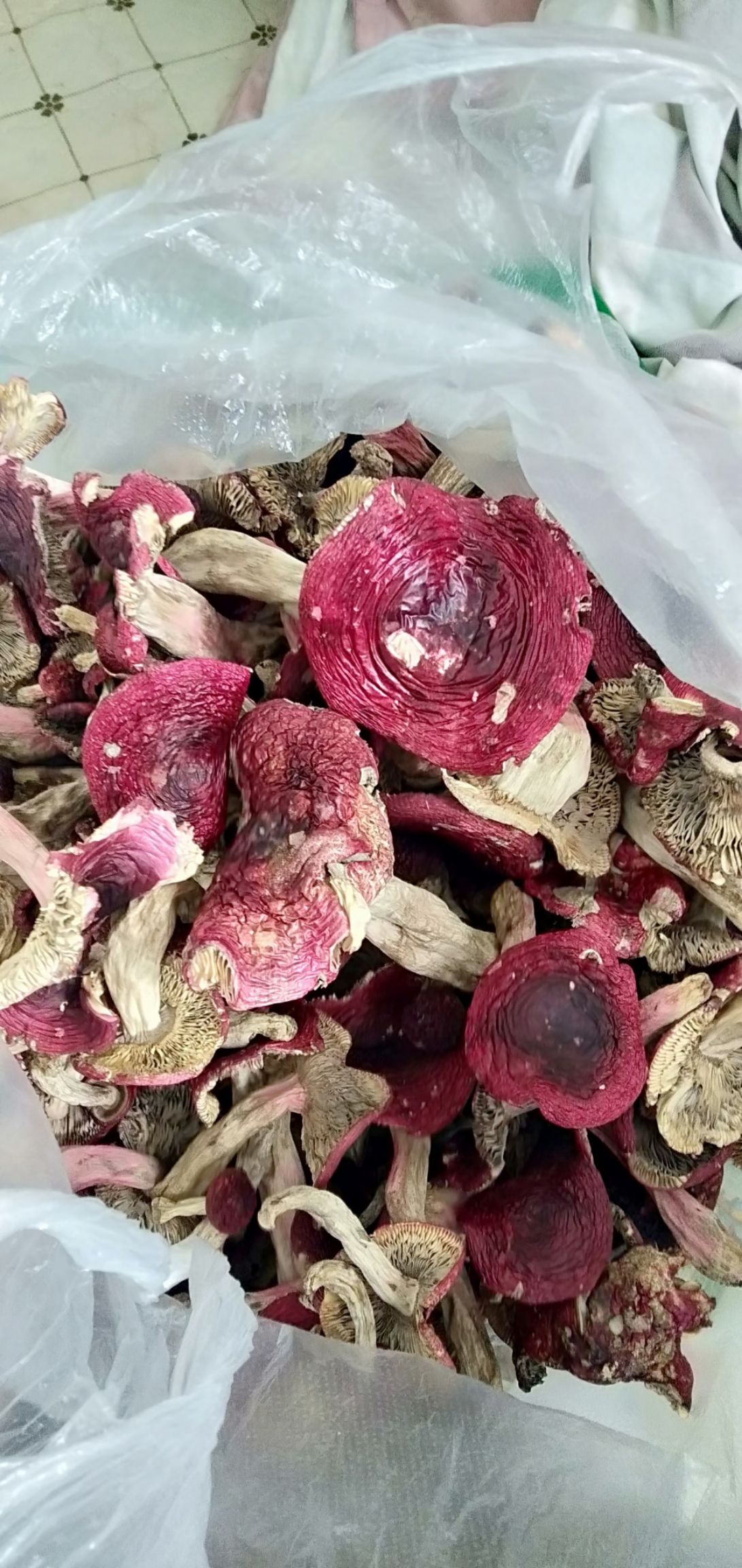  野生红菇，A级干货