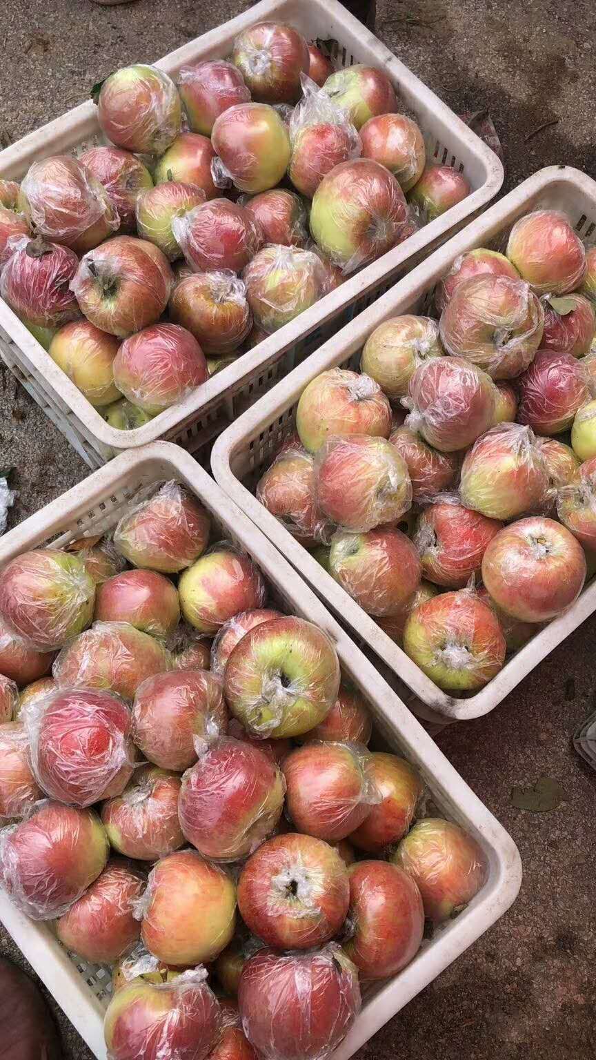 美八苹果 山东省临沂市沂水县 膜袋 片红