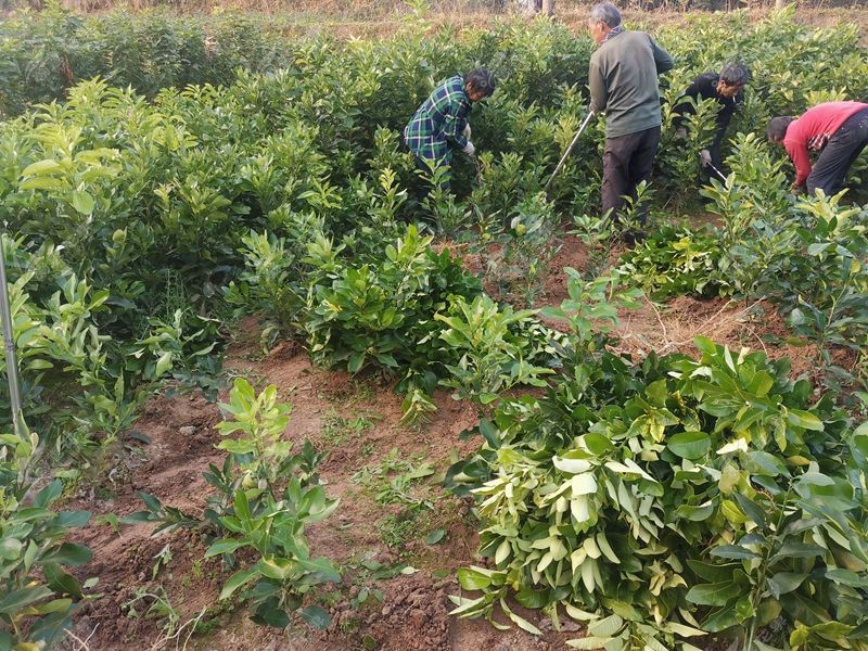 四川琯溪蜜柚苗 柚子嫁接苗 现挖保湿发货包技术高成活率