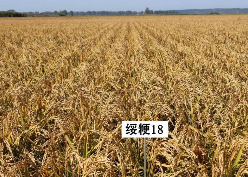 粳稻谷  稻谷