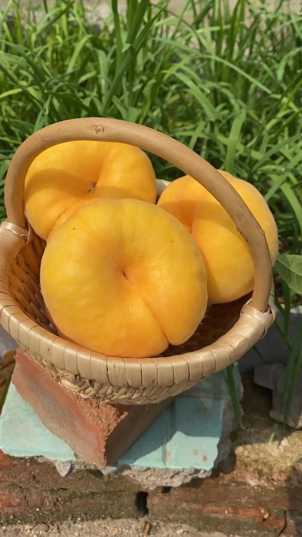 黄蟠桃  黄金蟠桃