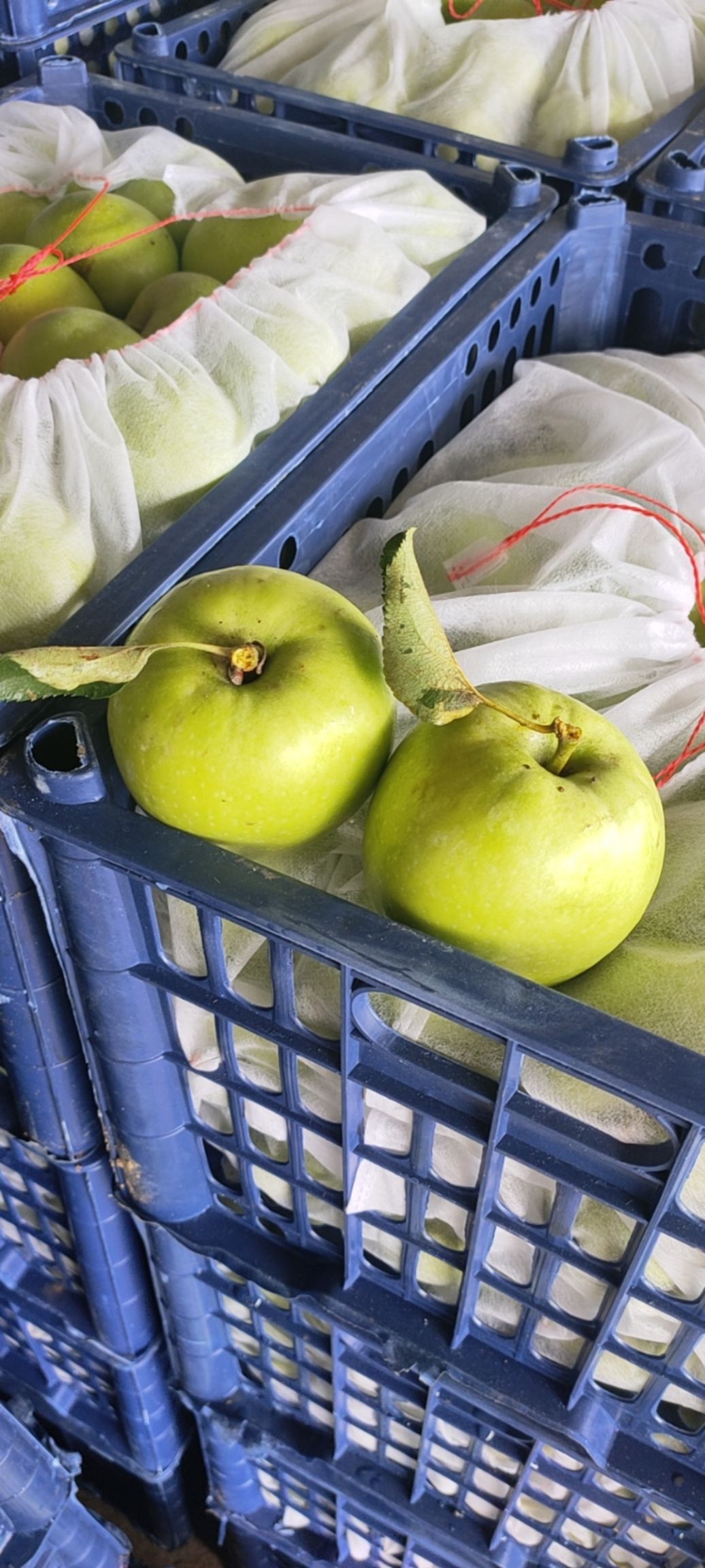 青苹果 乔纳金苹果，大量下树，酸甜多汁，欢迎新老客户来电