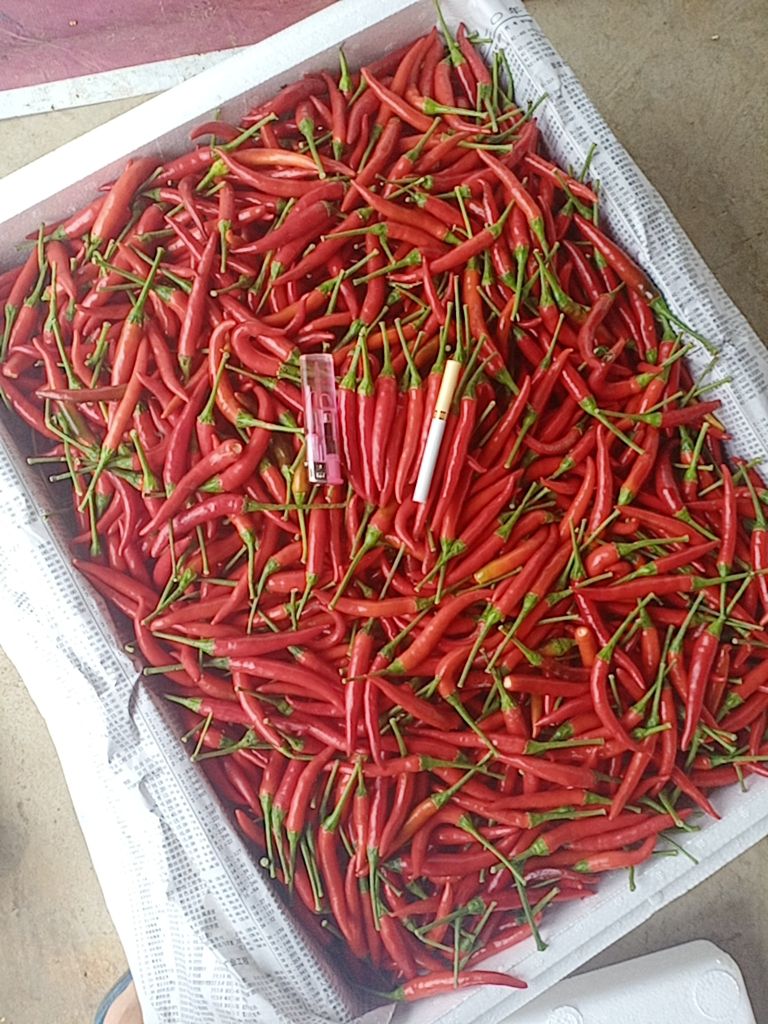 霞光果蔬  电商货小米椒  产地直供