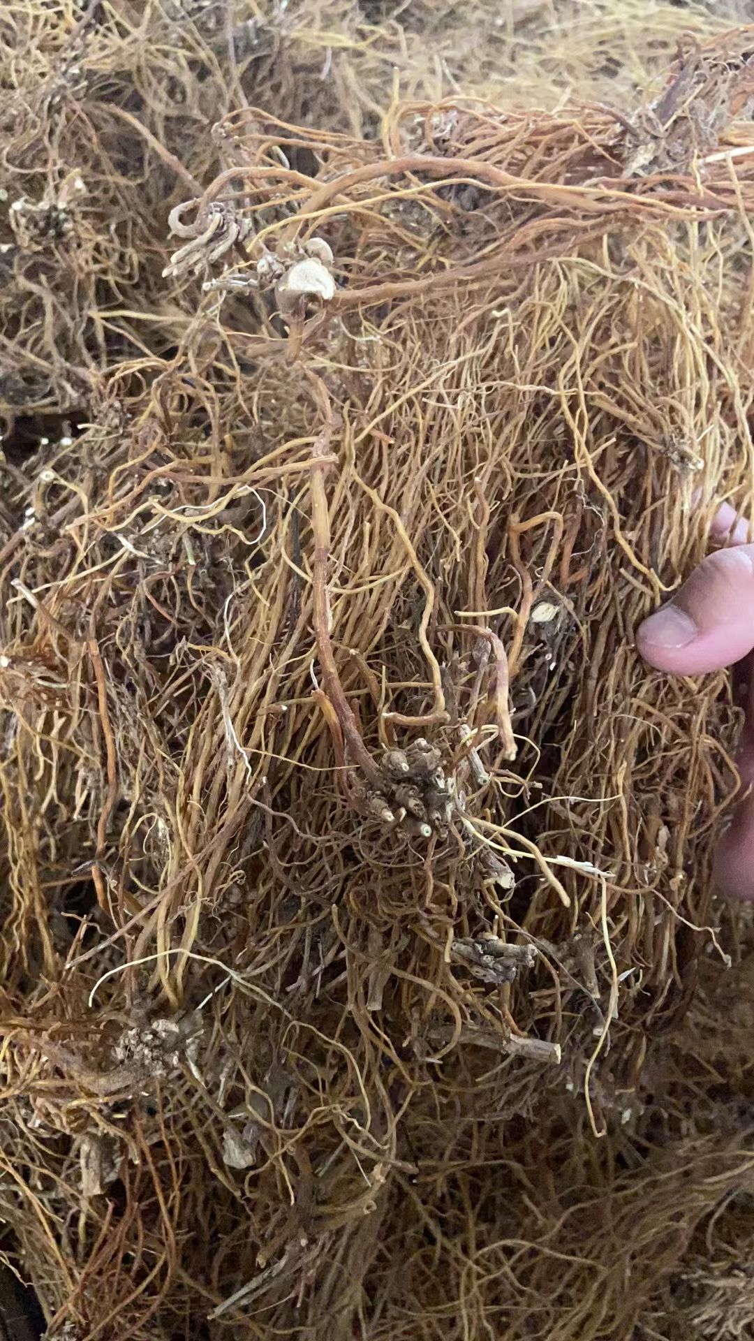 滇龙胆草选货产地直供