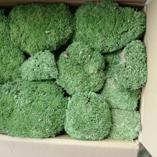 城固县青苔  白发苔藓 苔藓