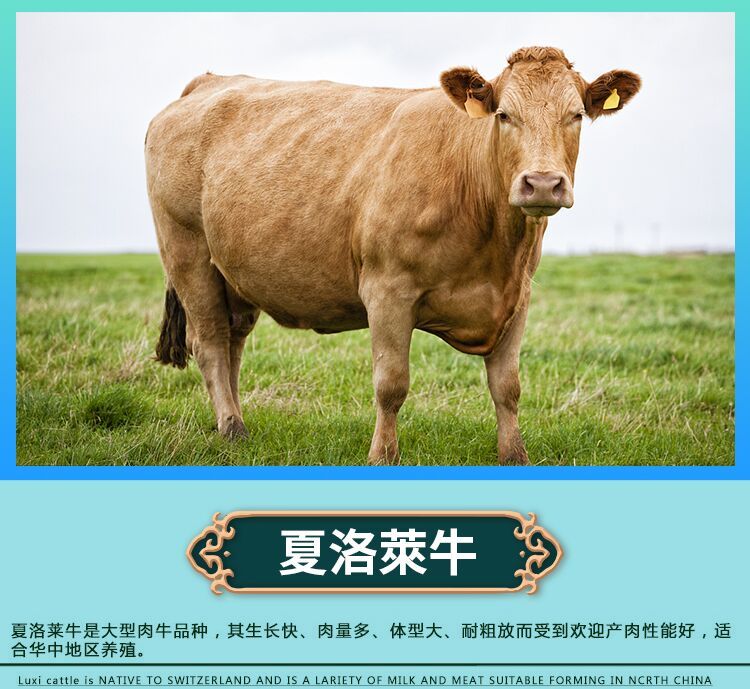 杂交牛  鲁西黄牛夏洛莱牛利木赞牛西门塔尔牛