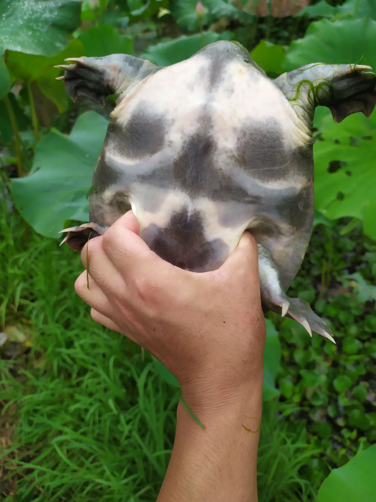 清溪花鳖  精品藕塘。天然品质甲鱼成品