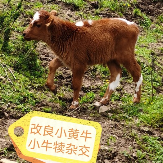 宕昌县杂交牛  改良杂交小黄牛，改良小黄牛，品相好，长势喜人，基地