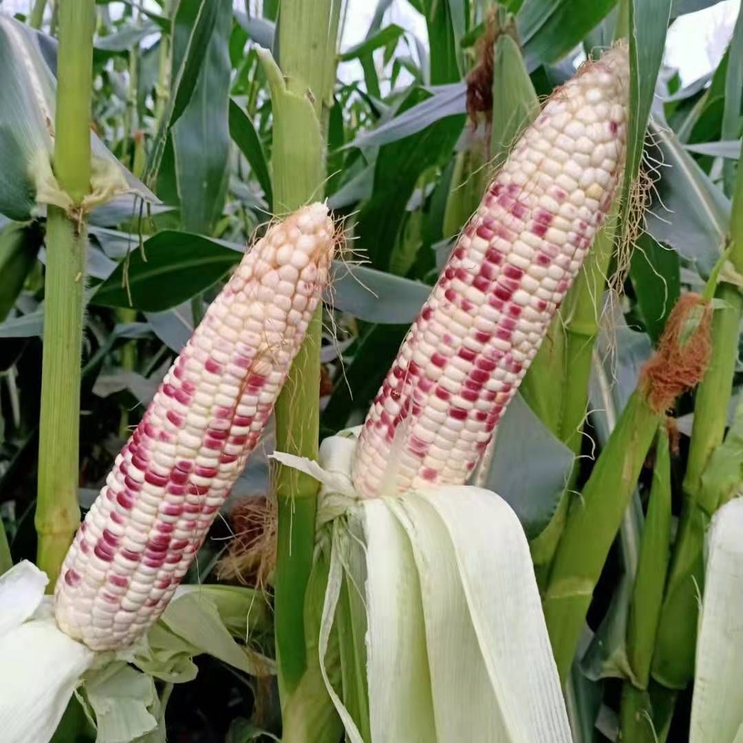 花糯，白糯，黑糯