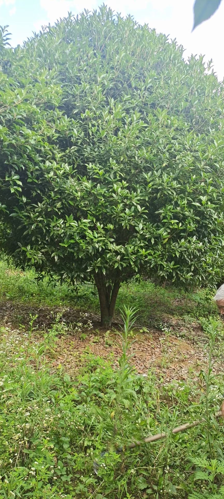 咸宁八月桂  丛生精品三米冠幅大规格金桂花树产地直销可以提供种植技术