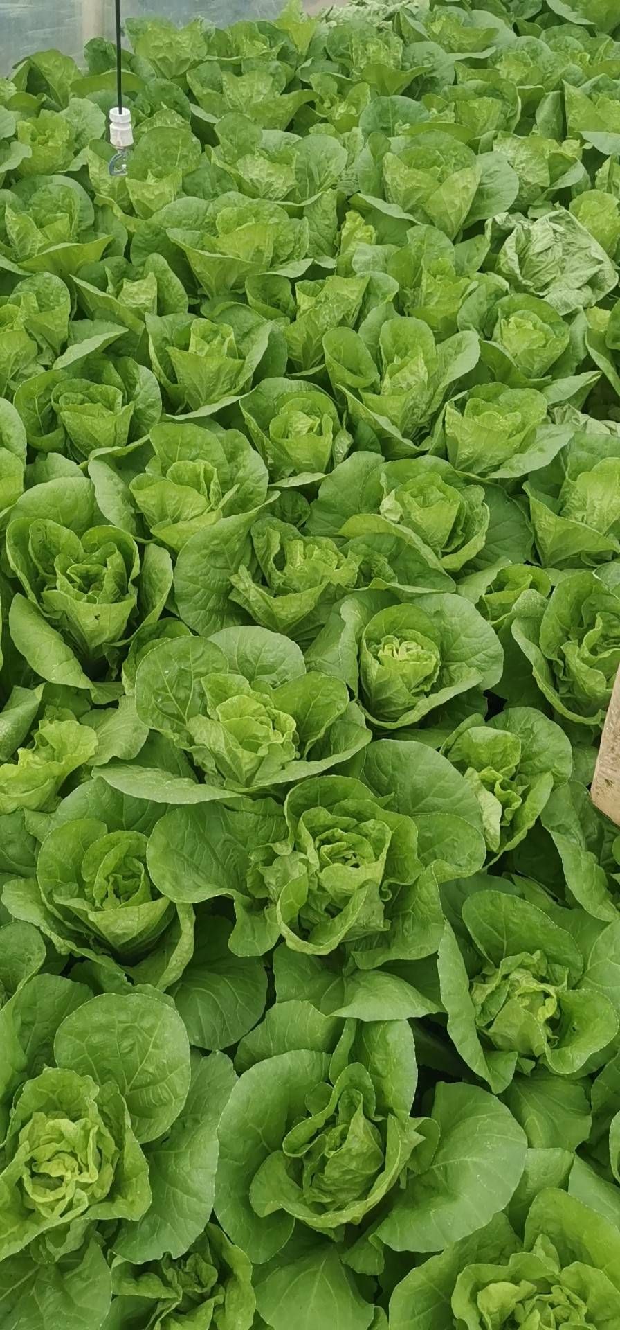 矮白菜 夏黄白