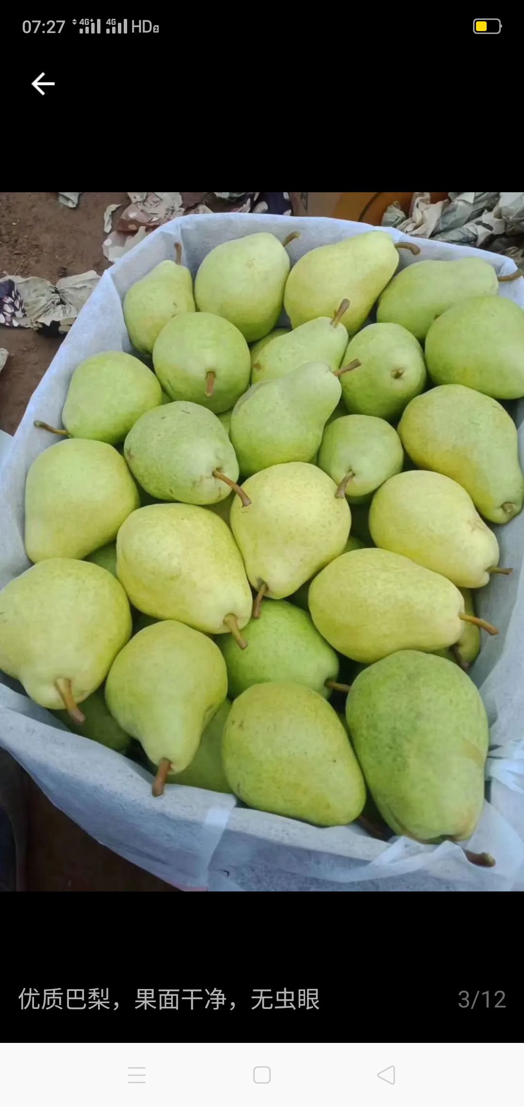 河北早巴梨新上市，软糯香甜，果农直供