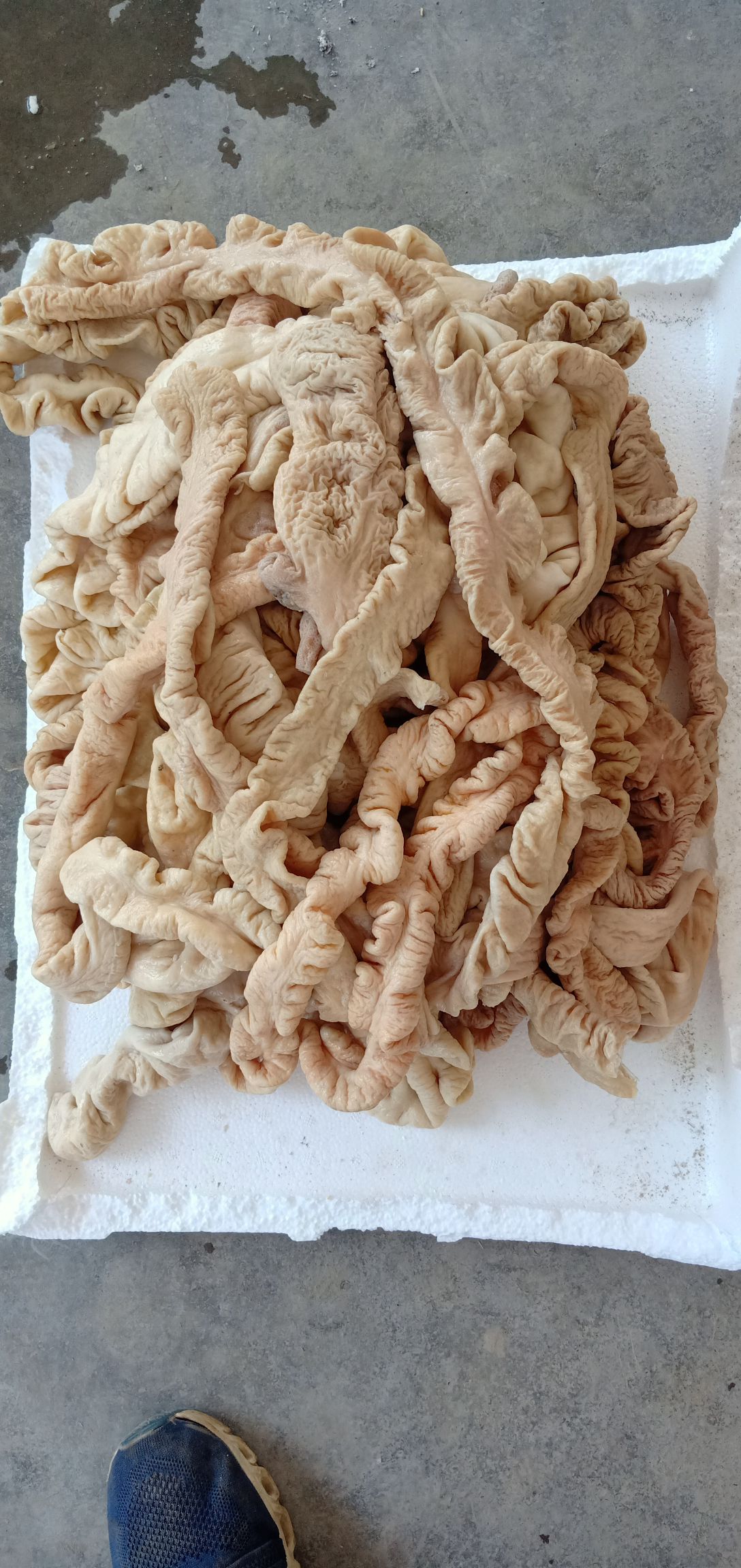 猪大肠，熟猪大肠一件代发，量大从优