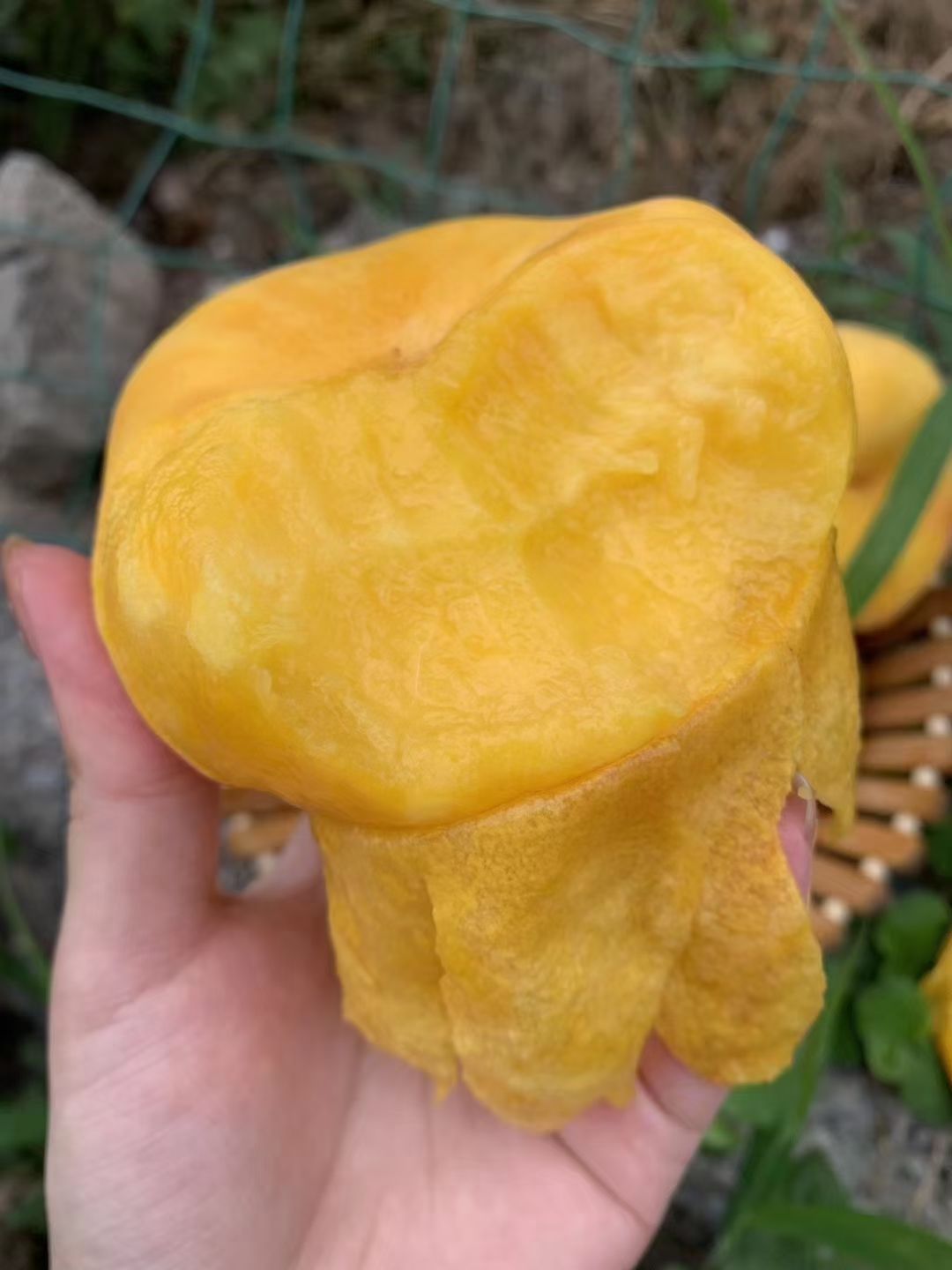 黄蟠桃  黄金蟠桃