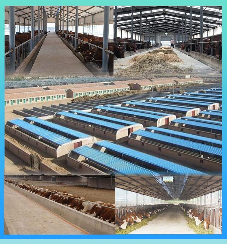 杂交牛  鲁西黄牛夏洛莱牛利木赞牛西门塔尔牛