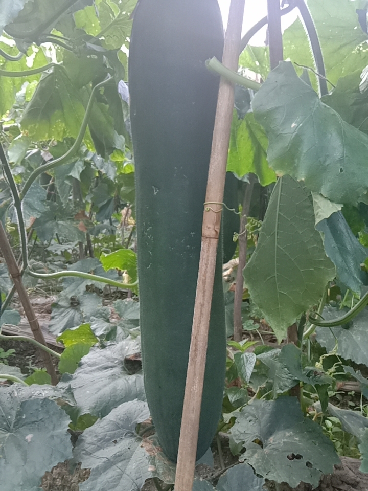 黑皮冬瓜 广西壮族自治区桂林市灵川县 40斤以上 吊冬瓜 