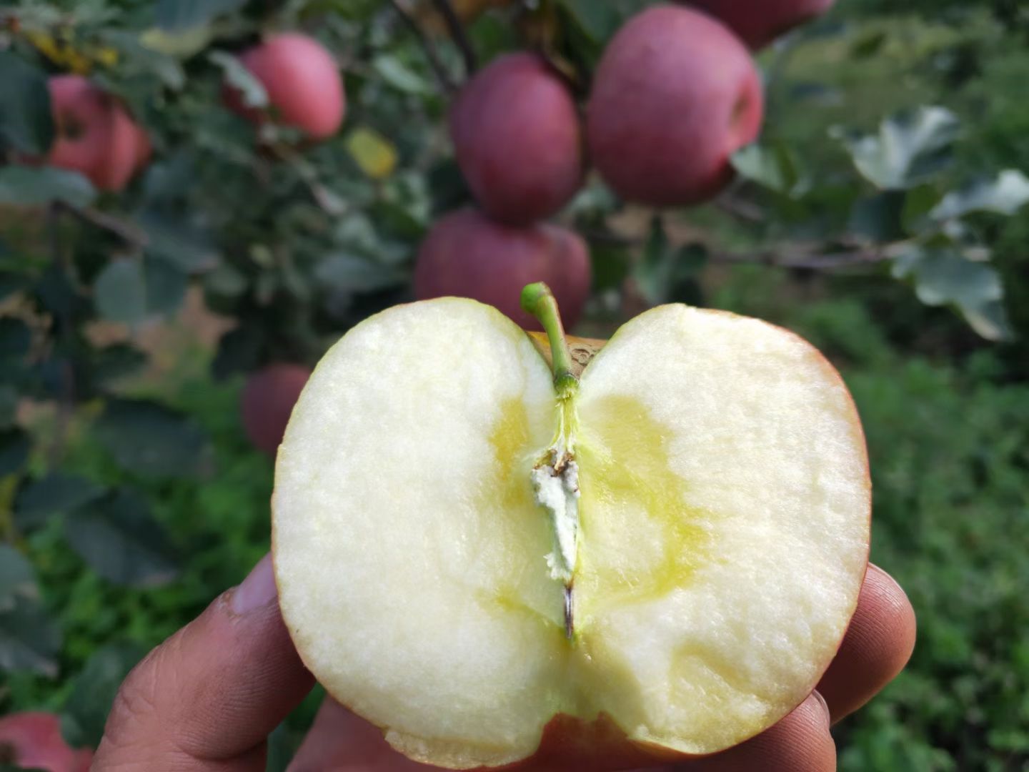 冰糖心苹果苗  苹果树苗2-3.5公分地径