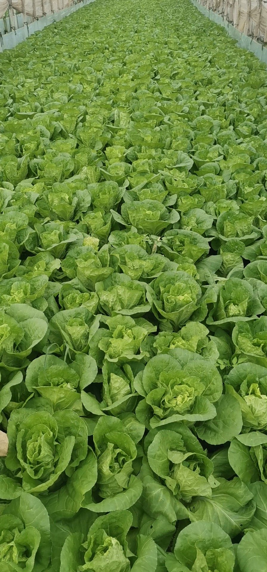 矮白菜 夏黄白