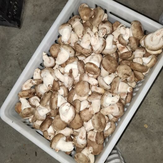 竹山县香菇808 湖北省十堰市竹山县 鲜香菇 