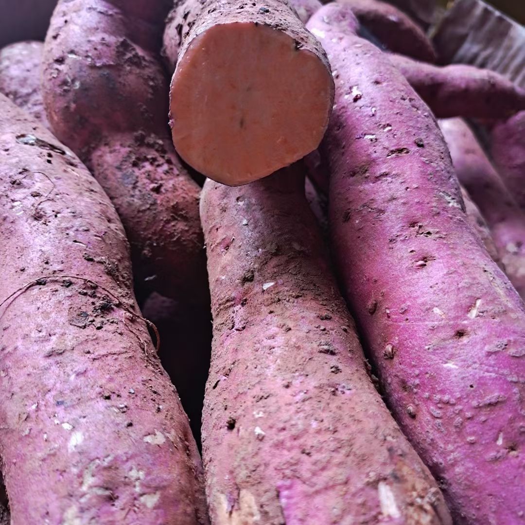 红薯  【坏损包赔包邮】高原红皮黄心蜜薯口感甜蜜