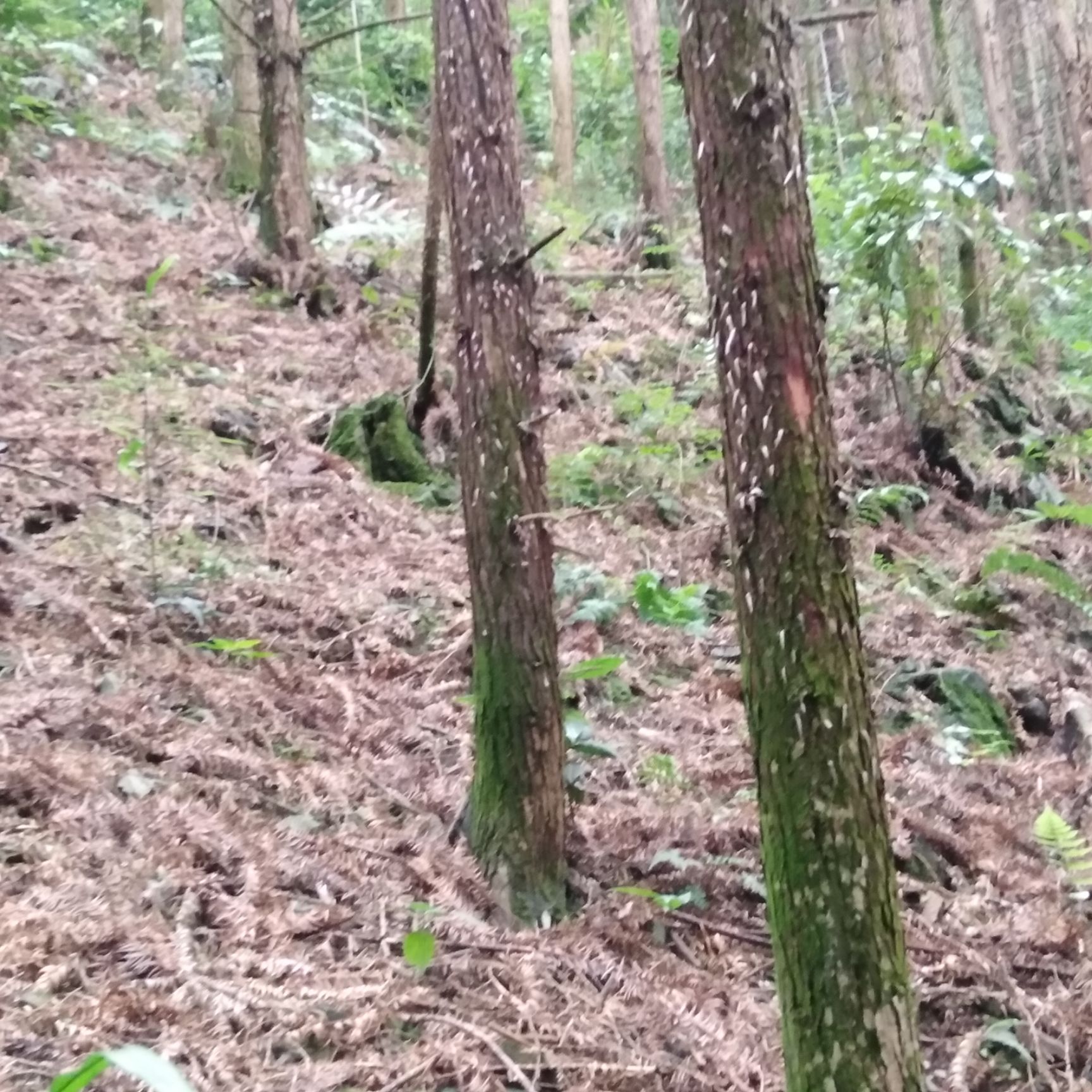 菜架木 香杉，有需要的老板欢迎砸单