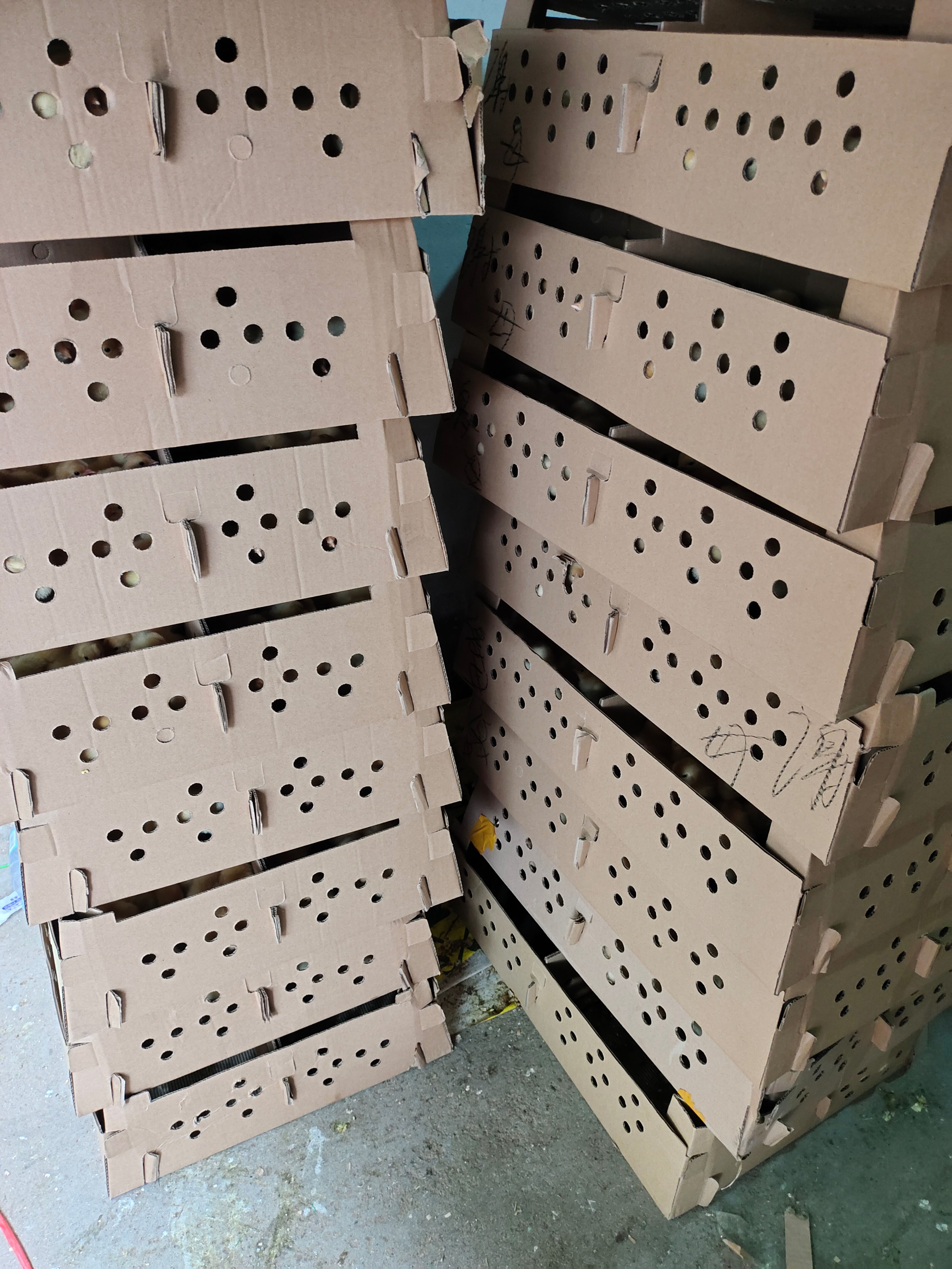 火鸡苗青铜火鸡苗贝蒂娜火鸡苗黑火鸡苗散养火鸡优质品种