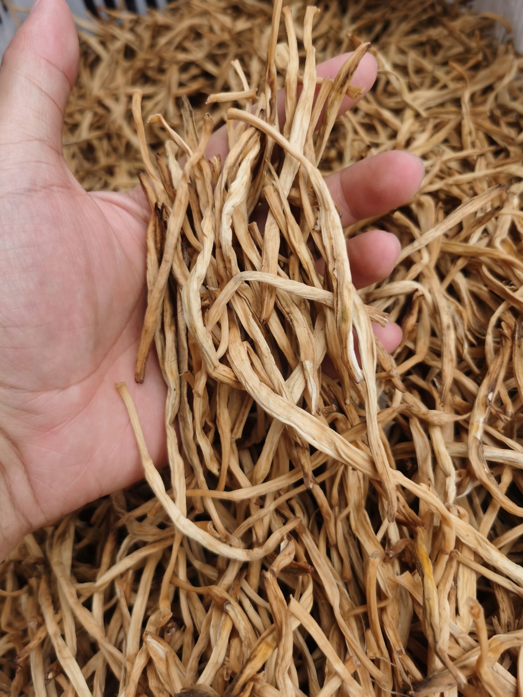 新鲜黄花菜  干黄花菜 2021大同黄花  产地直供 农户菜无硫肉肥品质高