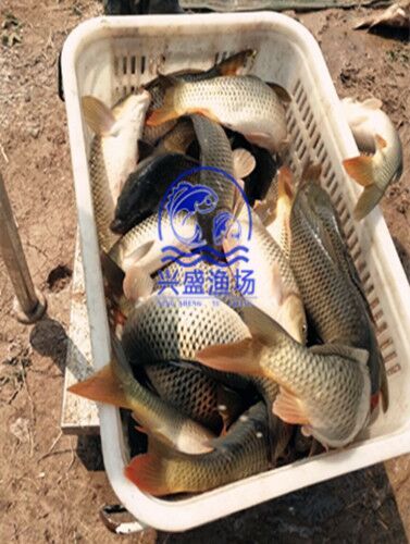 黄鲤鱼 池塘优质大鲤鱼供应