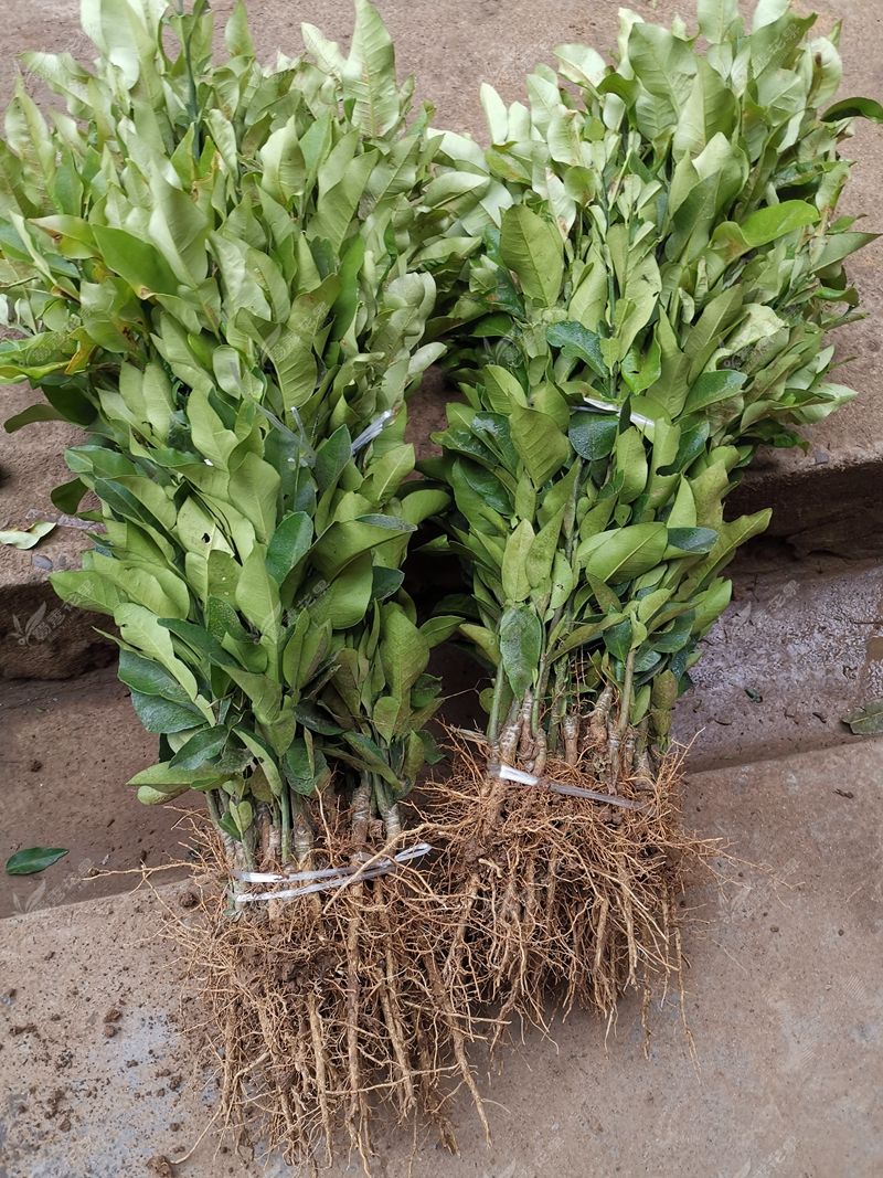 四川琯溪蜜柚苗 柚子嫁接苗 现挖保湿发货包技术高成活率