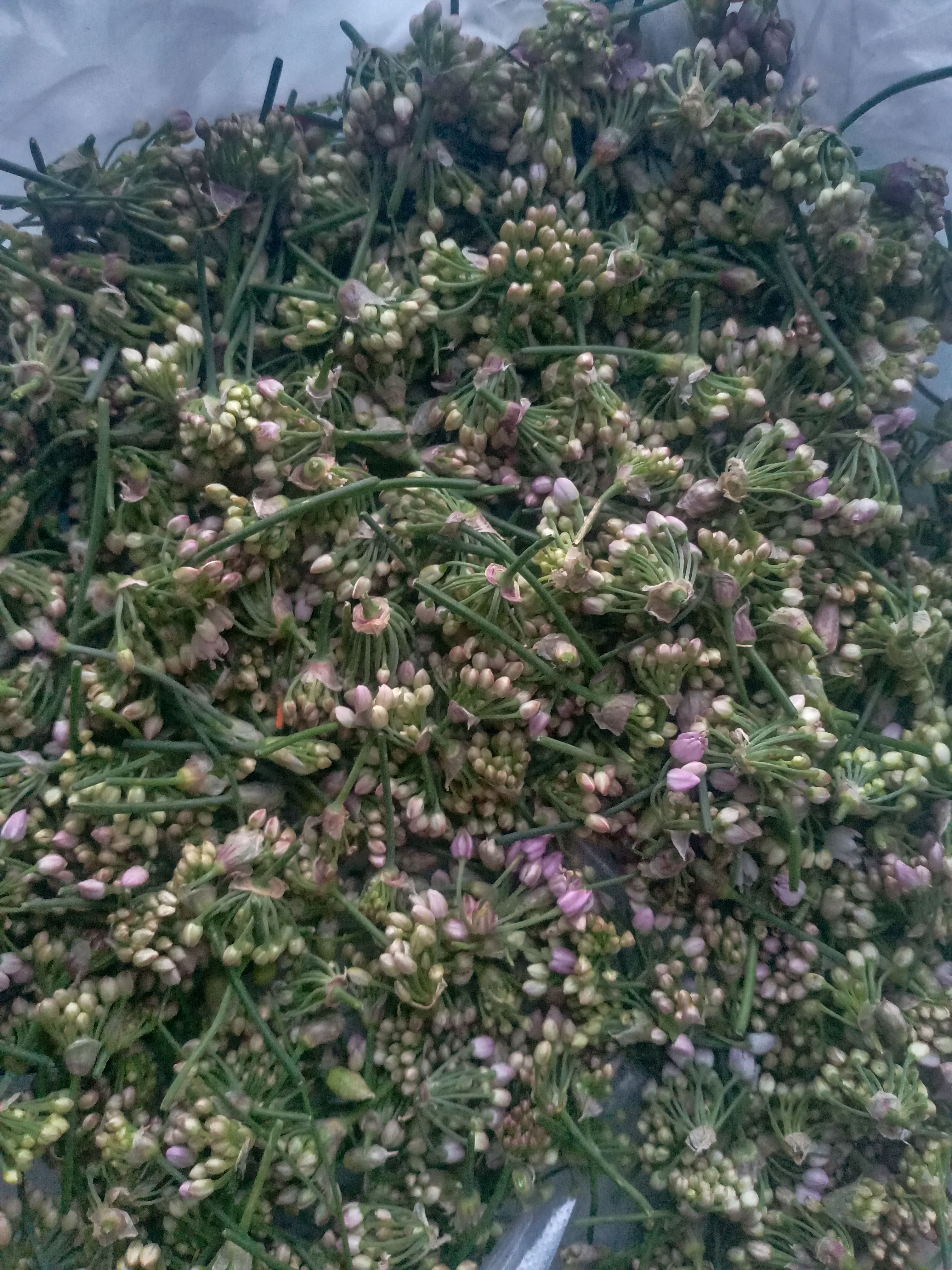 麻麻花，摘蒙花