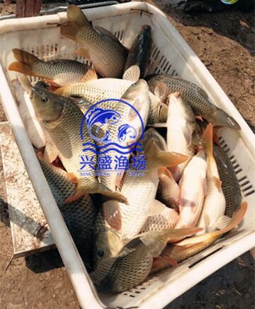 黄鲤鱼 池塘优质大鲤鱼供应