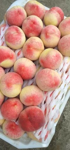 久保蜜桃  离核大久保水蜜桃大量上市有需要的朋友们抓紧时间联