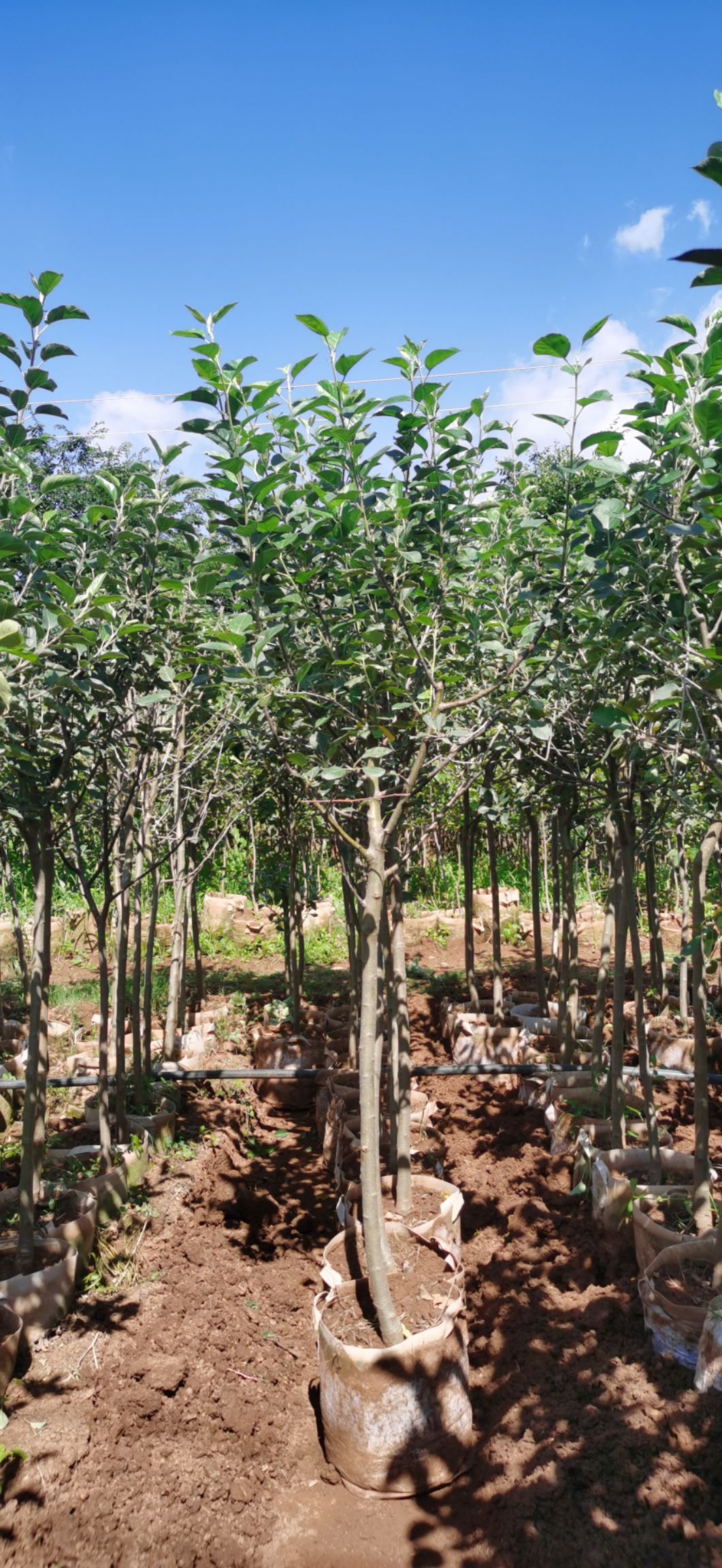 冰糖心苹果苗  苹果树苗2-3.5公分地径