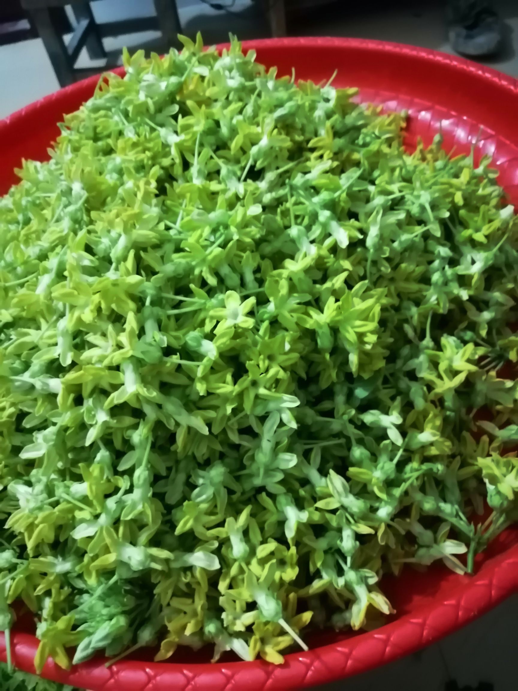 夜香花 精品蔬菜大叶香花，大千里香