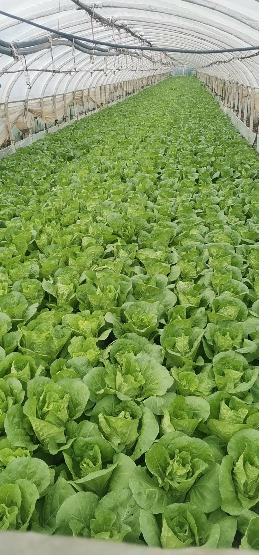 矮白菜 夏黄白