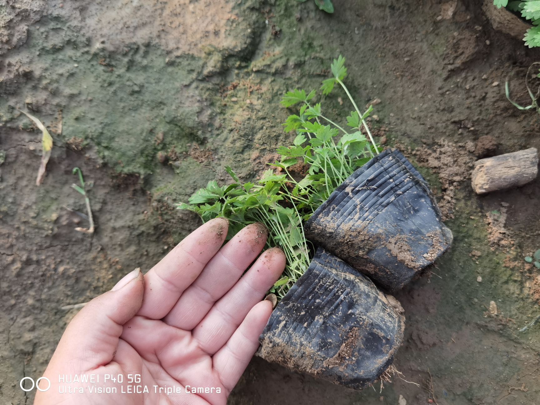 五叶草  露天五叶委陵菜