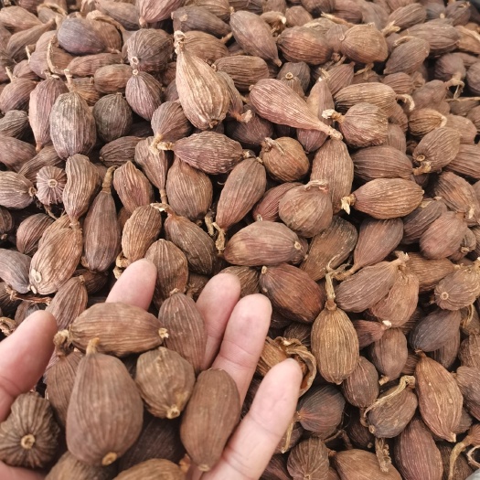 草果 草果皮 草果仁 剪把草果 各种香辛料批发中药材大全