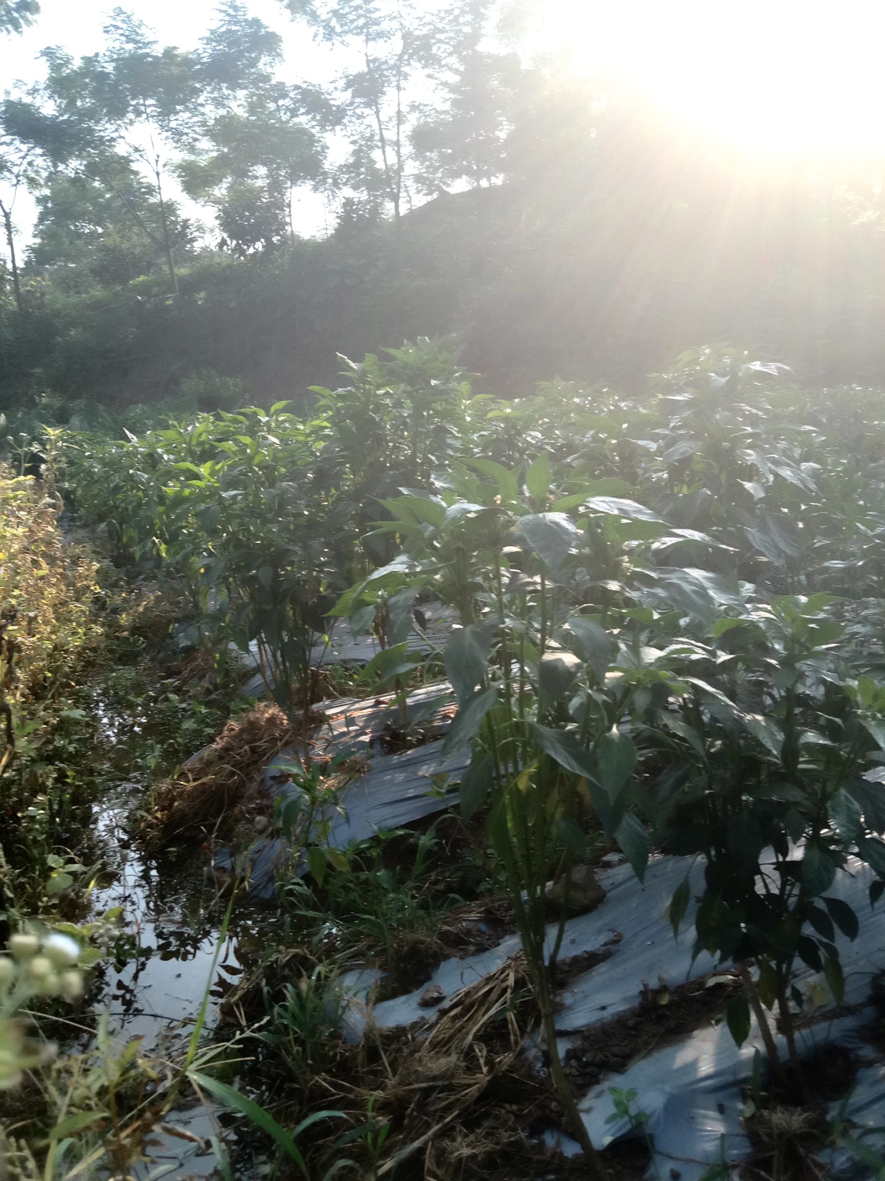 朝天椒 广西壮族自治区桂林市灵川县 