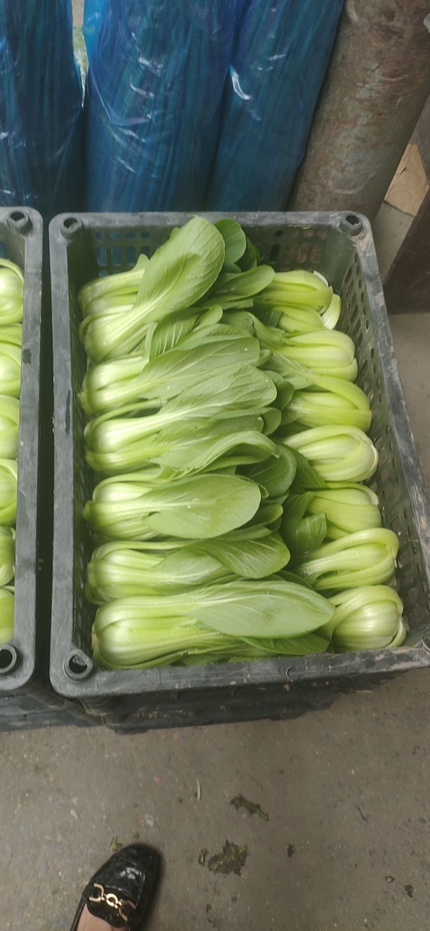 上海青 辽宁省沈阳市苏家屯区 8cm以下 