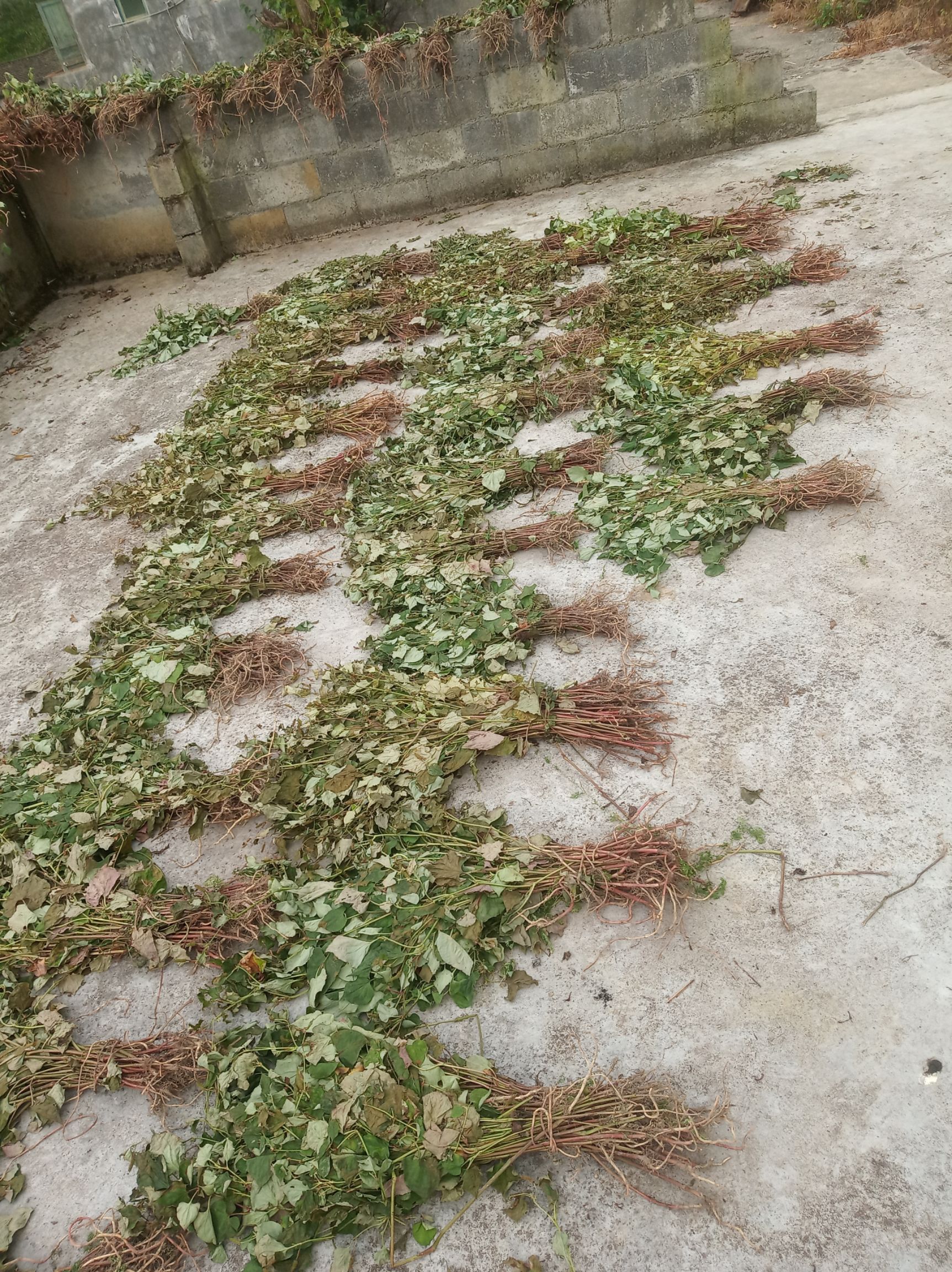 红茎鱼腥草  鱼腥草干货