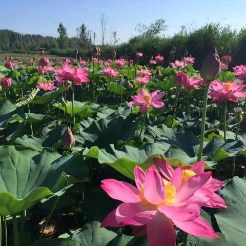 荷花苗 白洋淀古代红莲 荷花苗 深水耐寒品种 量大价优