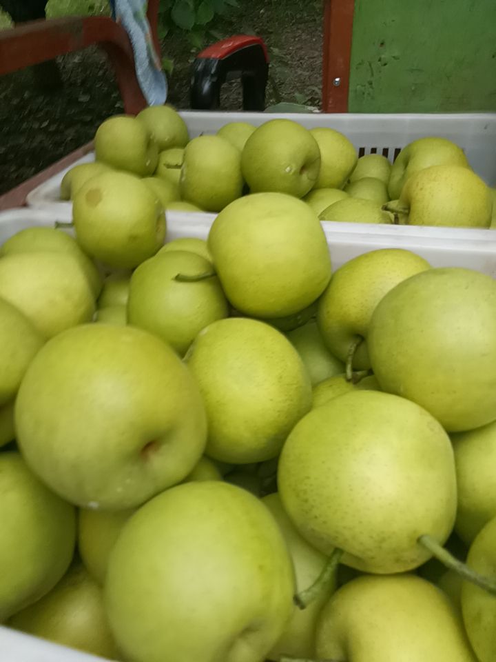 砀山黄冠青梨，翠玉，518.梨大量上市，有需要的新老客户联系