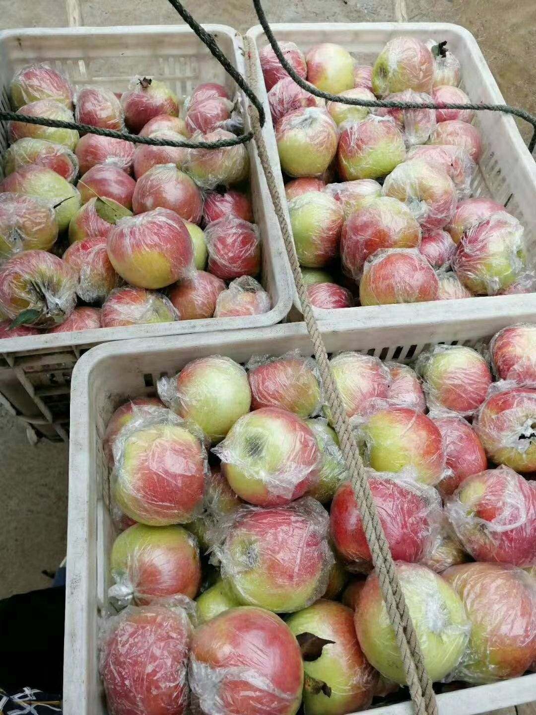 美八苹果 山东省临沂市沂水县 膜袋 片红