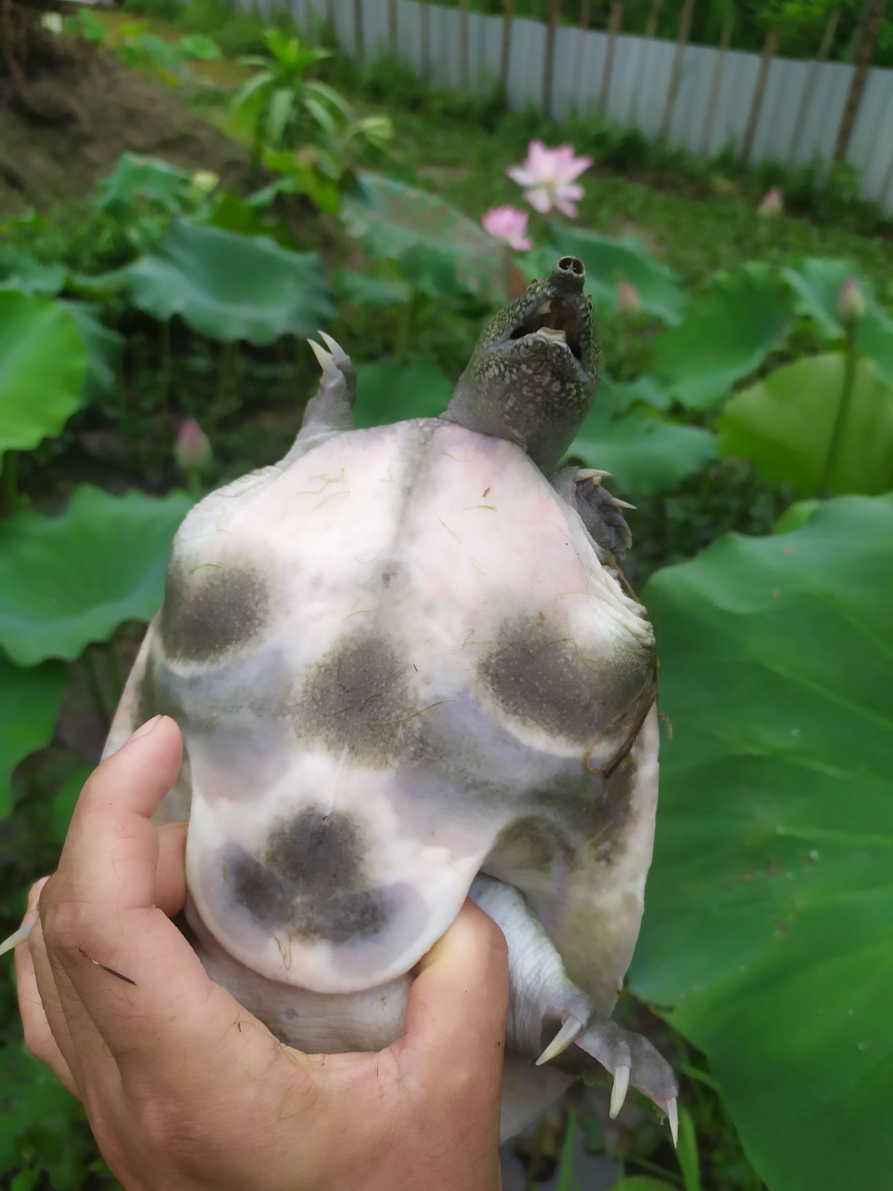 清溪花鳖  精品藕塘。天然品质甲鱼成品