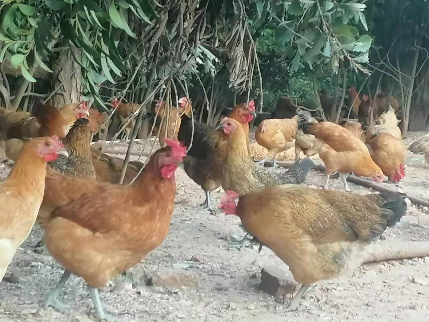 麻鸡 土鸡黑母鸡