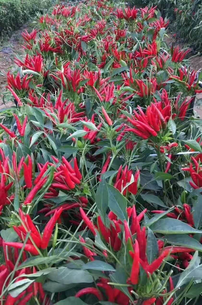 朝天椒 广西壮族自治区桂林市灵川县 